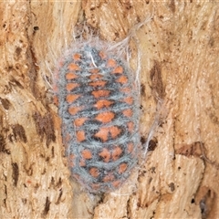 Monophlebulus sp. (genus) at Bruce, ACT - 20 Sep 2024