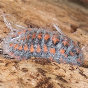 Monophlebulus sp. (genus) at Bruce, ACT - 20 Sep 2024