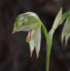 Bunochilus montanus (Montane Leafy Greenhood) at Jerrabomberra, NSW - 18 Sep 2024 by AnneG1