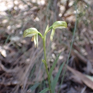 Bunochilus montanus (ACT) = Pterostylis jonesii (NSW) at Jerrabomberra, NSW - suppressed