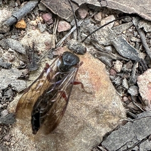 Eirone sp. (genus) at Cook, ACT - 20 Sep 2024 03:26 PM