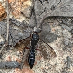 Eirone sp. (genus) at Cook, ACT - 20 Sep 2024 03:26 PM