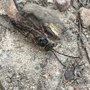 Eirone sp. (genus) at Cook, ACT - 20 Sep 2024 03:26 PM