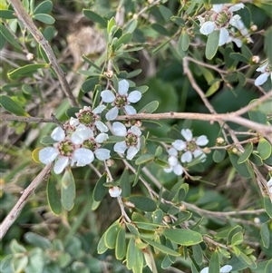 Leptospermum laevigatum at Ulladulla, NSW - 20 Sep 2024