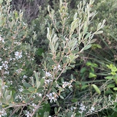 Leptospermum laevigatum at Ulladulla, NSW - 20 Sep 2024