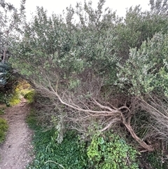 Leptospermum laevigatum at Ulladulla, NSW - 20 Sep 2024