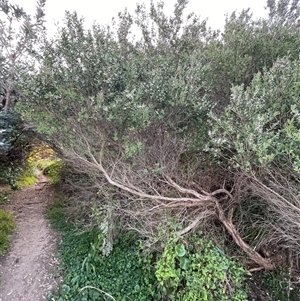 Leptospermum laevigatum at Ulladulla, NSW - 20 Sep 2024