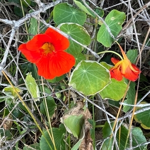 Tropaeolum majus at Ulladulla, NSW - 20 Sep 2024 04:59 PM