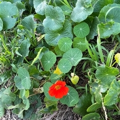 Tropaeolum majus at Ulladulla, NSW - 20 Sep 2024 04:59 PM