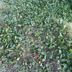 Tropaeolum majus at Ulladulla, NSW - 20 Sep 2024 04:59 PM