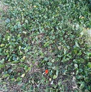 Tropaeolum majus at Ulladulla, NSW - 20 Sep 2024 04:59 PM