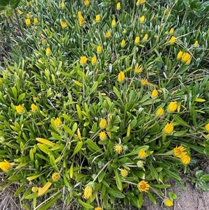 Gazania rigens at Ulladulla, NSW - 20 Sep 2024