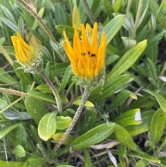 Gazania rigens at Ulladulla, NSW - 20 Sep 2024 04:58 PM