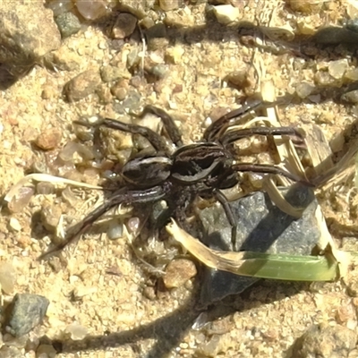 Venatrix sp. (genus) (Unidentified Venatrix wolf spider) at Mount Clear, ACT - 20 Sep 2024 by JohnBundock