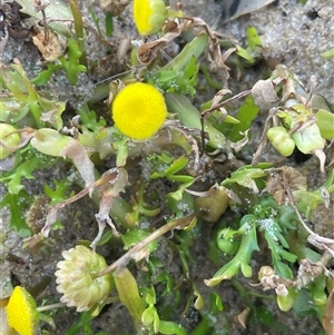 Cotula coronopifolia at Ulladulla, NSW - 20 Sep 2024