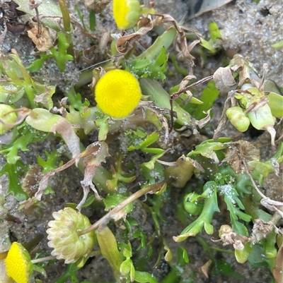 Cotula coronopifolia (Water Buttons) at Ulladulla, NSW - 20 Sep 2024 by Clarel