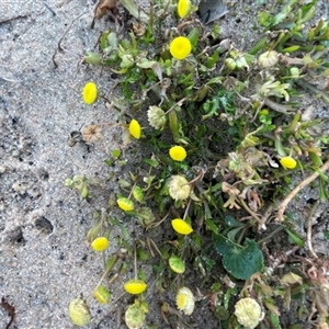 Cotula coronopifolia at Ulladulla, NSW - 20 Sep 2024