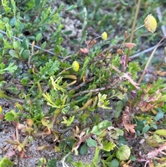 Cotula coronopifolia at Ulladulla, NSW - 20 Sep 2024 04:57 PM