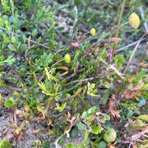 Cotula coronopifolia at Ulladulla, NSW - 20 Sep 2024