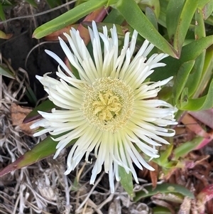 Carpobrotus sp. at Ulladulla, NSW - 20 Sep 2024