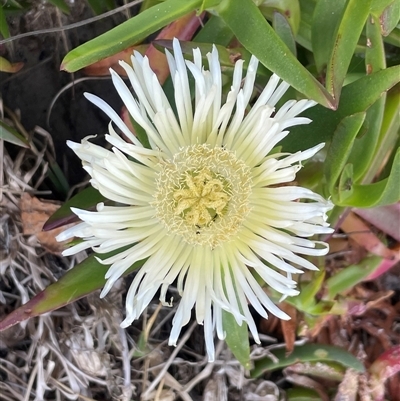 Carpobrotus sp. (A Pigface) at Ulladulla, NSW - 20 Sep 2024 by Clarel