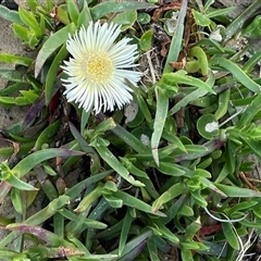 Carpobrotus sp. at Ulladulla, NSW - 20 Sep 2024