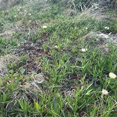 Carpobrotus sp. at Ulladulla, NSW - 20 Sep 2024