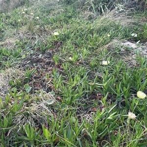 Carpobrotus sp. at Ulladulla, NSW - 20 Sep 2024