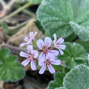 Pelargonium australe at Ulladulla, NSW - 20 Sep 2024 04:55 PM