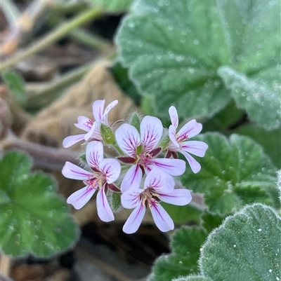 Pelargonium australe (Austral Stork's-bill) at Ulladulla, NSW - 20 Sep 2024 by Clarel