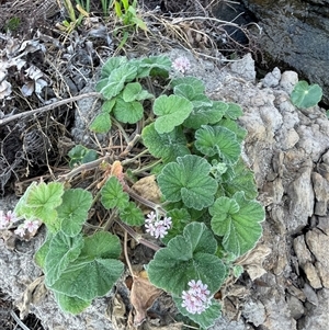 Pelargonium australe at Ulladulla, NSW - 20 Sep 2024 04:55 PM