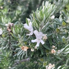 Westringia fruticosa (Native Rosemary) at Ulladulla, NSW - 20 Sep 2024 by Clarel