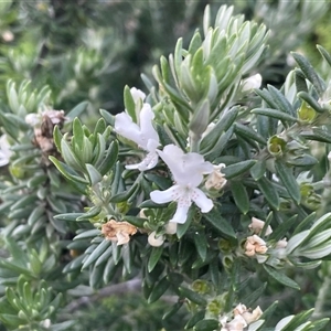 Westringia fruticosa at Ulladulla, NSW - 20 Sep 2024