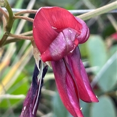 Kennedia rubicunda (Dusky Coral Pea) at Ulladulla, NSW - 20 Sep 2024 by Clarel