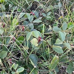 Kennedia rubicunda at Ulladulla, NSW - 20 Sep 2024