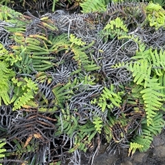 Gleichenia rupestris (Scrambling Coral Fern) at Ulladulla, NSW - 20 Sep 2024 by Clarel