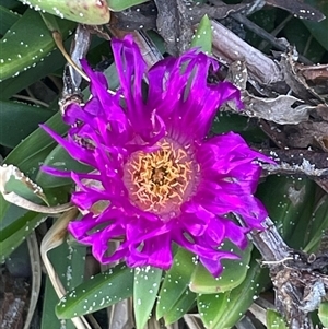 Carpobrotus glaucescens at Ulladulla, NSW - 20 Sep 2024