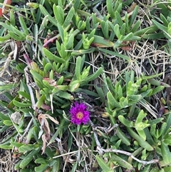 Carpobrotus glaucescens at Ulladulla, NSW - 20 Sep 2024