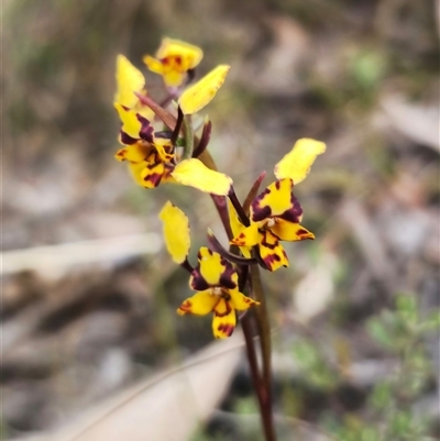 Diuris pardina (Leopard Doubletail) at Captains Flat, NSW - 20 Sep 2024 by Csteele4