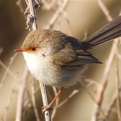 Malurus cyaneus (Superb Fairywren) at Ainslie, ACT - 18 Sep 2024 by jb2602