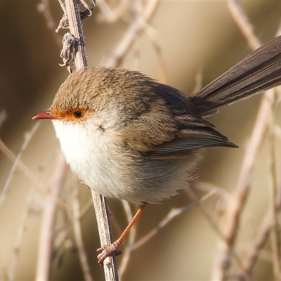 Malurus cyaneus (Superb Fairywren) at Ainslie, ACT - 18 Sep 2024 by jb2602