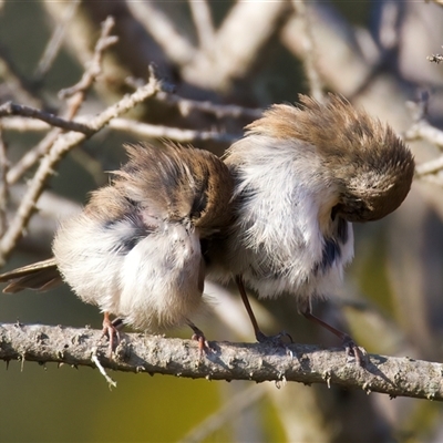 Malurus cyaneus (Superb Fairywren) at Hackett, ACT - 18 Sep 2024 by jb2602