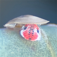 Hyalinaspis sp. (genus) at Russell, ACT - 20 Sep 2024