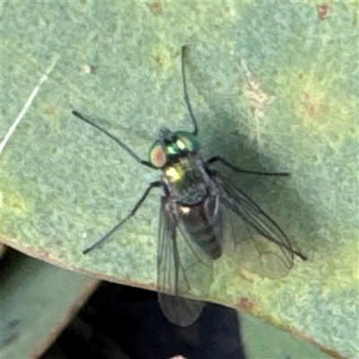 Dolichopodidae (family) (Unidentified Long-legged fly) at Russell, ACT - 20 Sep 2024 by Hejor1