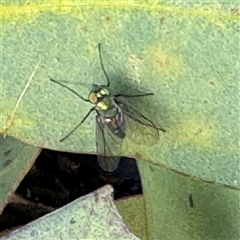 Dolichopodidae (family) at Russell, ACT - 20 Sep 2024 04:05 PM