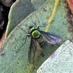 Dolichopodidae (family) at Russell, ACT - 20 Sep 2024 04:05 PM