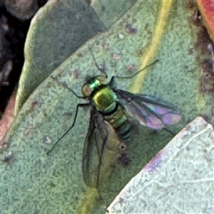 Dolichopodidae (family) at Russell, ACT - 20 Sep 2024