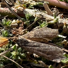 Achyra (genus) at Russell, ACT - 17 Sep 2024 03:00 PM