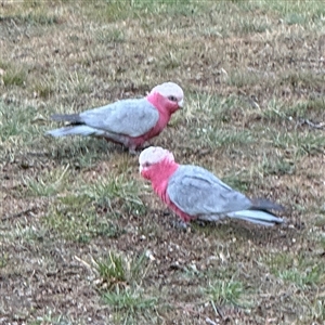 Eolophus roseicapilla at Braddon, ACT - 18 Sep 2024