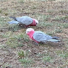 Eolophus roseicapilla at Braddon, ACT - 18 Sep 2024